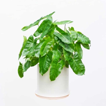 Cây trầu bà thiên môn nhỏ